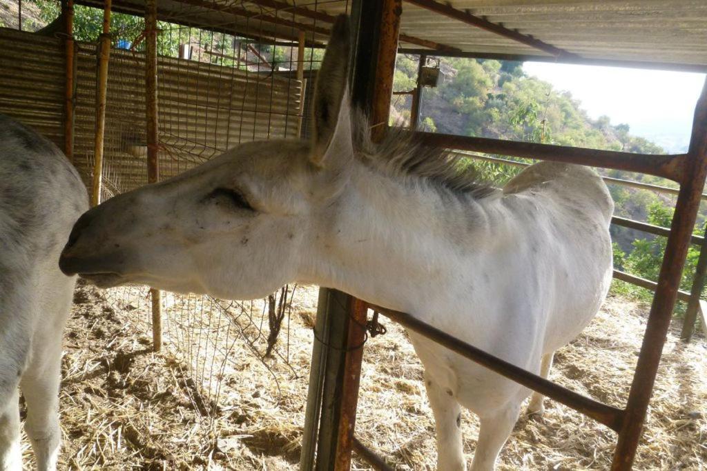Finca Los Burros Totalan Екстер'єр фото